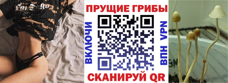 Псилоцибиновые грибы MAGIC MUSHROOMS  Купить где  Злынка 